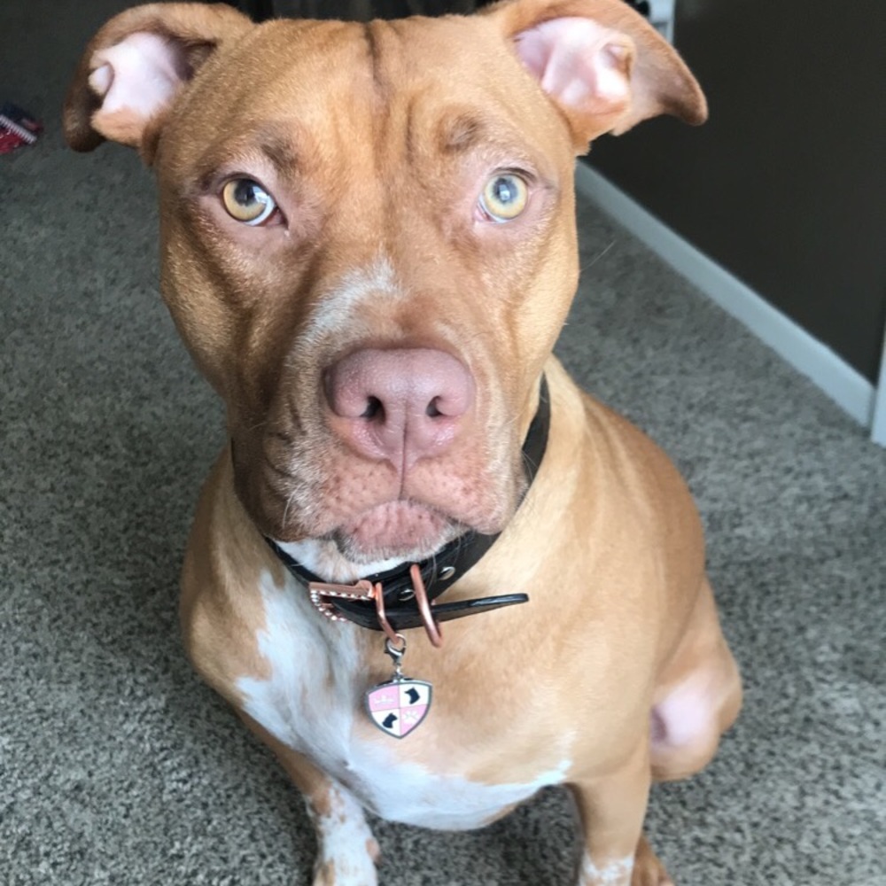 Meet your Posher, Alisha